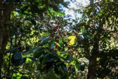 Thep Sadet & Coffee Plantation Full Day Hiking