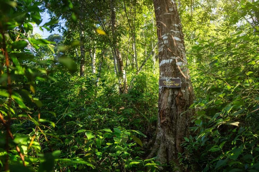 Chiang Mai : Thep Sadet & Coffee Plantation Full Day Hiking - What the small group changes