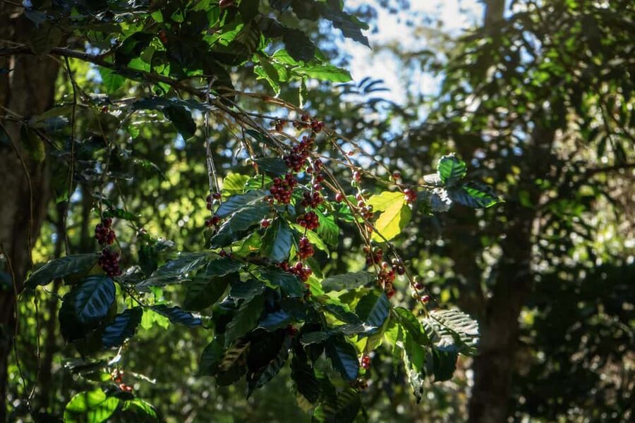 Chiang Mai : Thep Sadet & Coffee Plantation Full Day Hiking - Starting at Wat Mae Ton and climbing into the forest