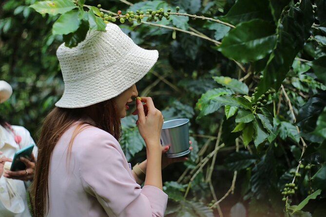 Chiangmai Coffee Farm Tour - Key points before you book