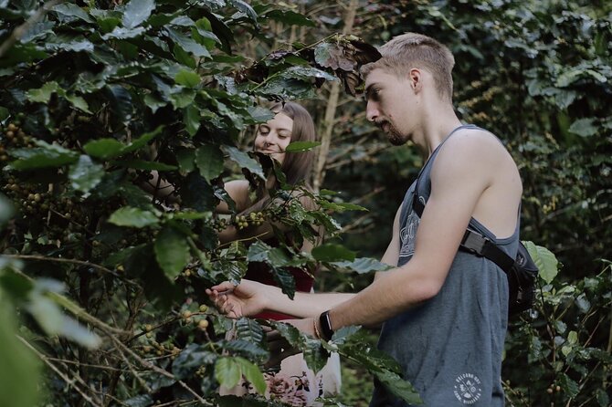 Chiangmai Coffee Farm Tour - Why this coffee farm visit is worth your morning