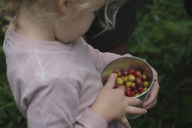 Chiangmai Coffee Farm Tour - Roasting your own coffee beans