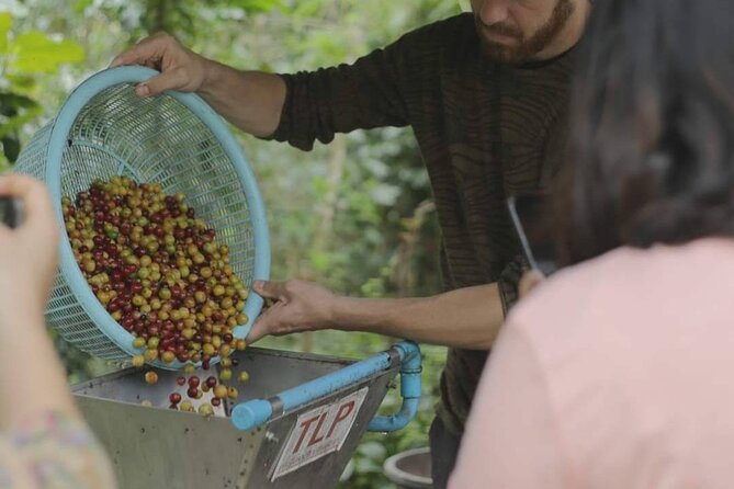 Chiangmai Coffee Farm Tour - Brewing and drinking fresh farm coffee