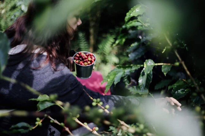 Chiangmai Coffee Farm Tour - Planting a coffee tree before you leave
