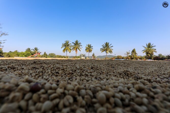 Classic Coorg Coffee Plantation experience - Key points at a glance