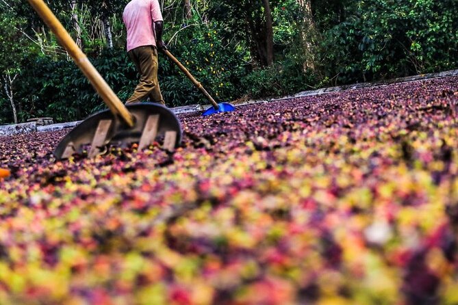 Classic Coorg Coffee Plantation experience - The plantation walk, from seedling to picked bean