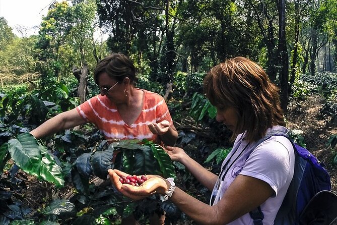 Classic Coorg Coffee Plantation experience - Who will enjoy this experience most?