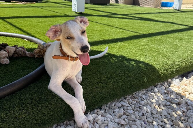 Coffee Cake and Cuddles with Rescue Puppies in a Sea View Villa - Key points to know before you book