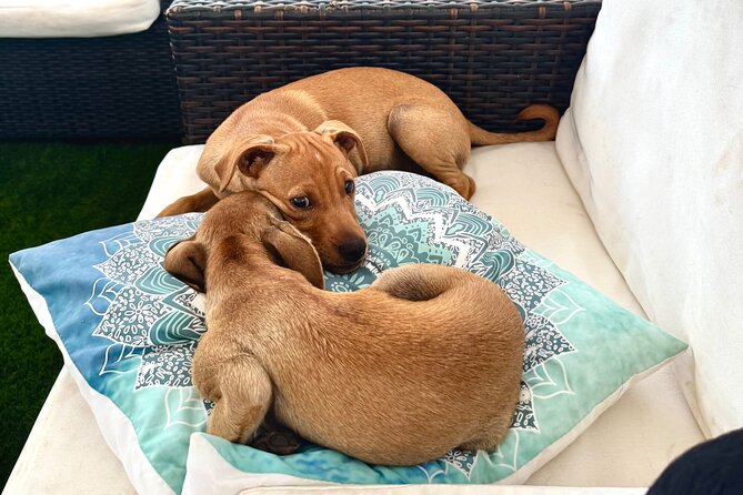 Coffee Cake and Cuddles with Rescue Puppies in a Sea View Villa - Is $42.34 a fair price?