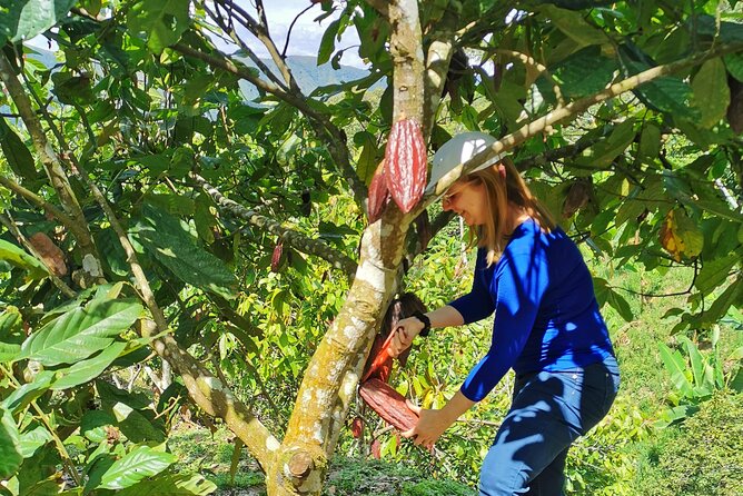 Coffee & Chocolate Private Tour in Medellin: Genuine Experience - The uphill walk to the coffee farm