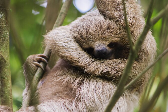 Coffee & Chocolate Tour+Sloths Park & Llanos de Cortez Waterfall - Spring Paradise and the Search for Sloths