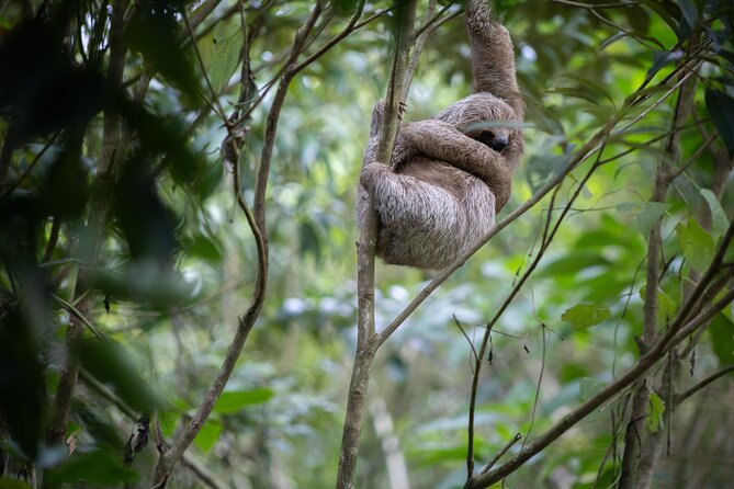 Coffee & Chocolate Tour+Sloths Park & Llanos de Cortez Waterfall - What the Private Format Adds