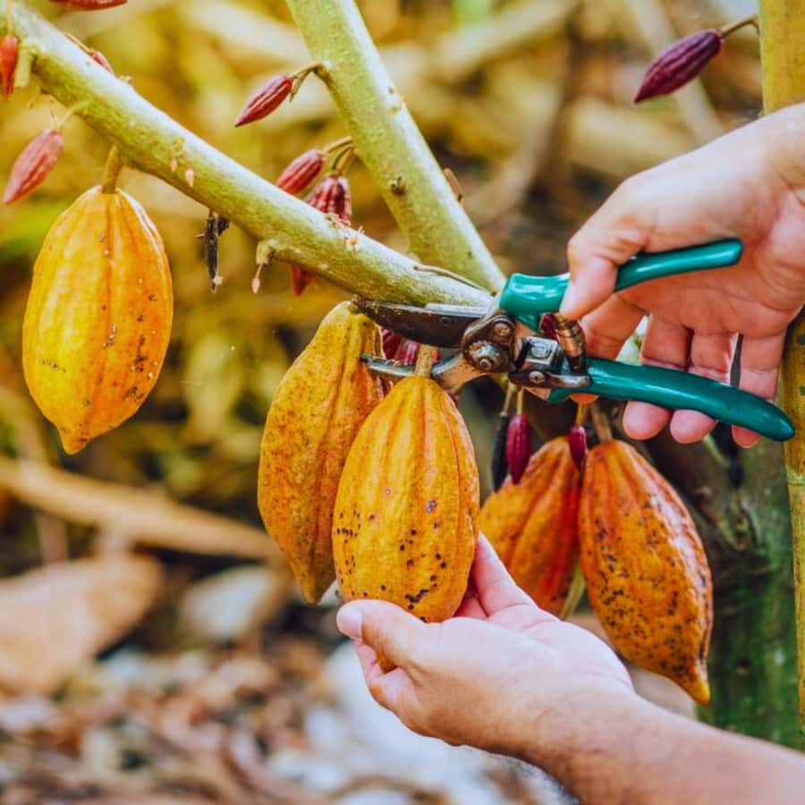 Coffee, Cocoa and Trekking Tour in Minca: Nature, Crops and Production - Why Minca’s crops make a better tour than a quick coffee stop