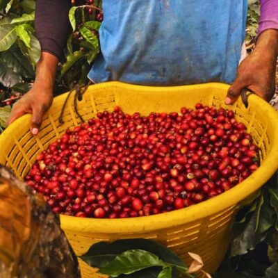 Coffee, Cocoa and Trekking Tour in Minca: Nature, Crops and Production