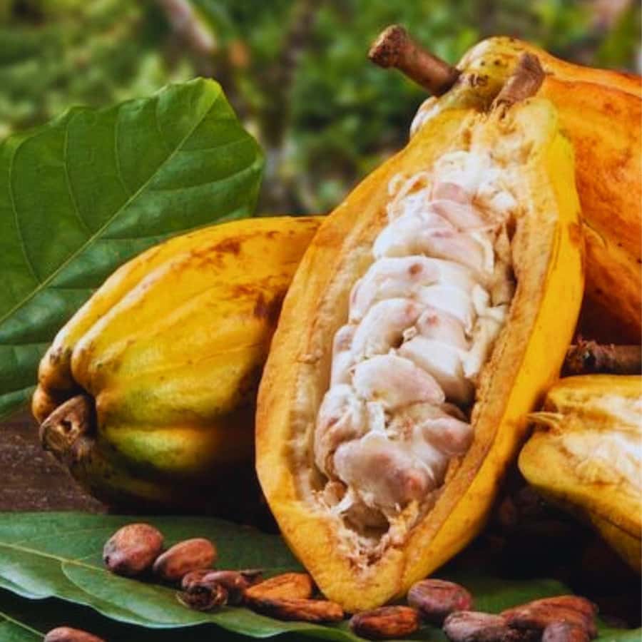 Coffee, Cocoa and Trekking Tour in Minca: Nature, Crops and Production - Finca San Rafael and the coffee-to-cup lesson