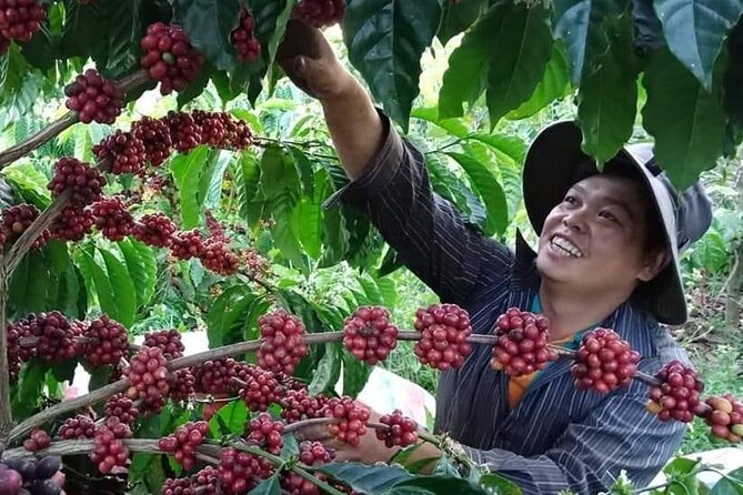 Coffee & Culture Experience _From Farm to Cup by Elon Farm - A farm visit that explains every step