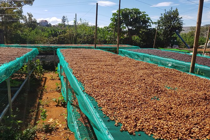 Coffee & Culture Experience _From Farm to Cup by Elon Farm - Linh An Pagoda and local surroundings