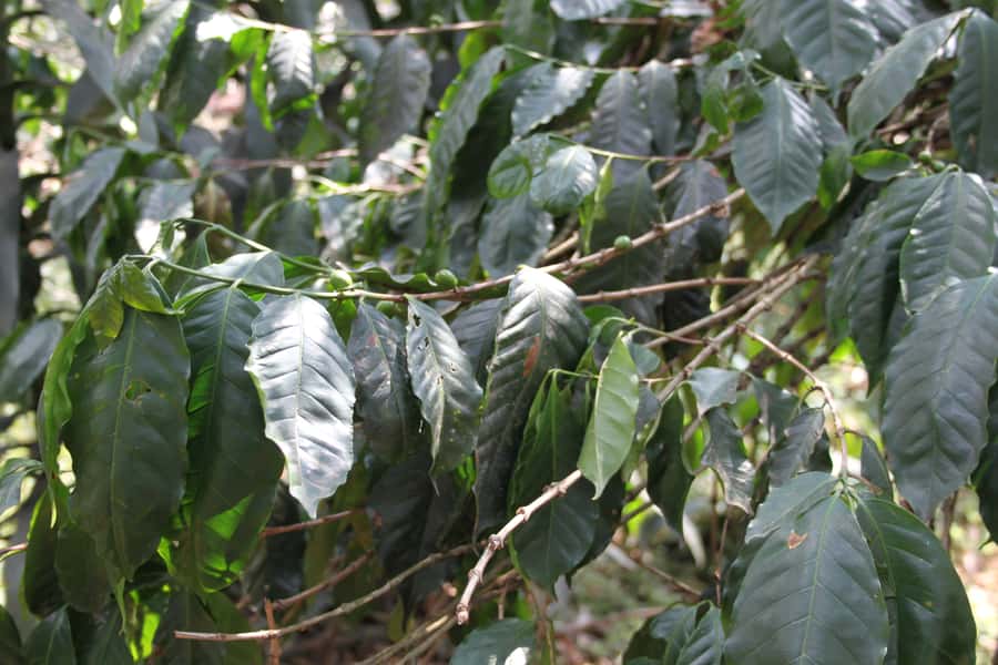 Coffee Experience: Hacienda Coloma Tour from Bogotá - Booking flexibility and practical limits
