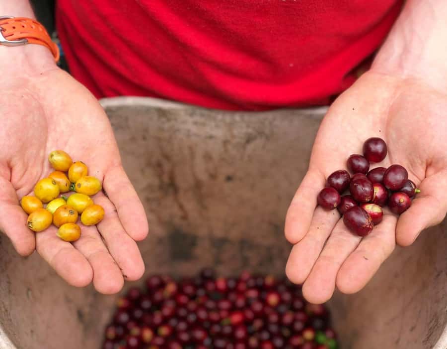 Coffee Farm and Salento Walking Tour - Key details before you book