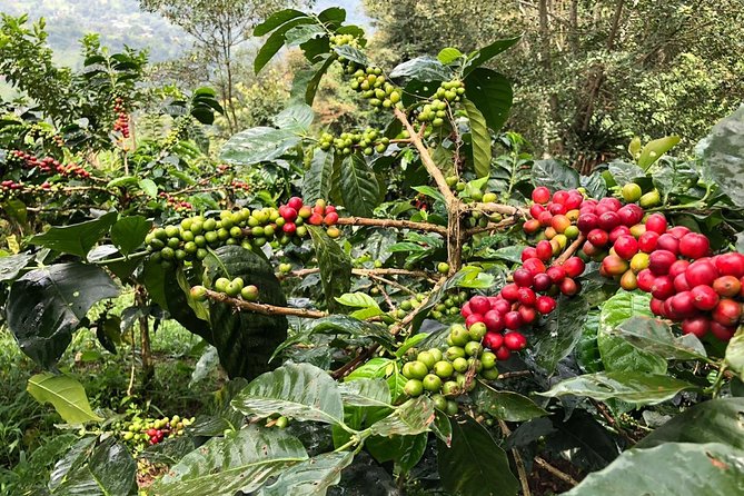 Coffee Farm and Salento Walking Tour - A hands-on morning among Salento’s coffee plants