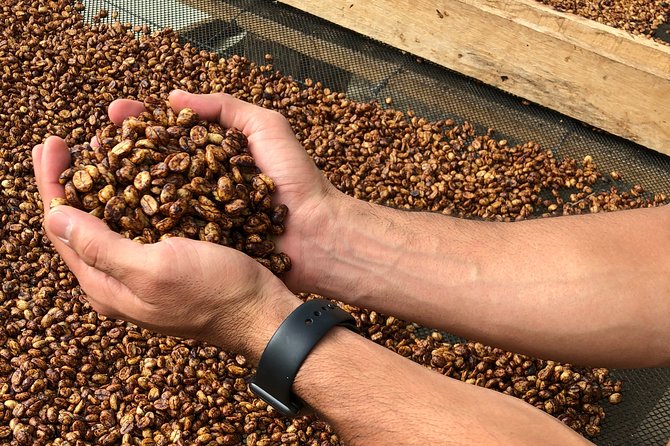 Coffee Farm and Salento Walking Tour - Is $88 a fair price?