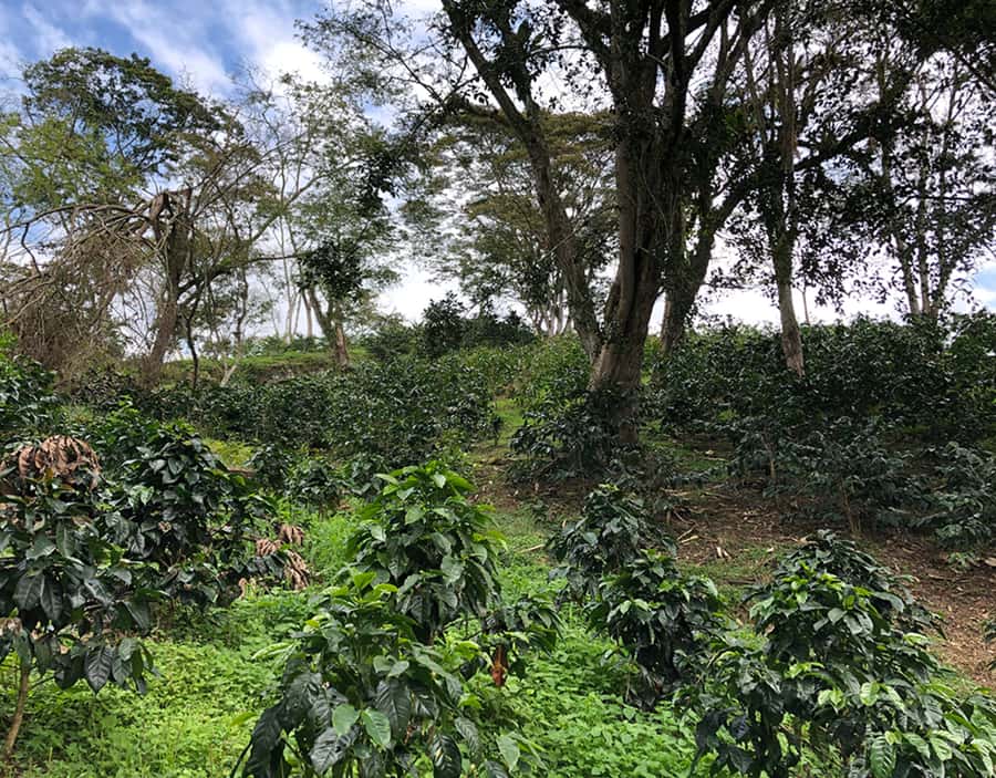 Coffee Farm and Salento Walking Tour - What the $93 price includes