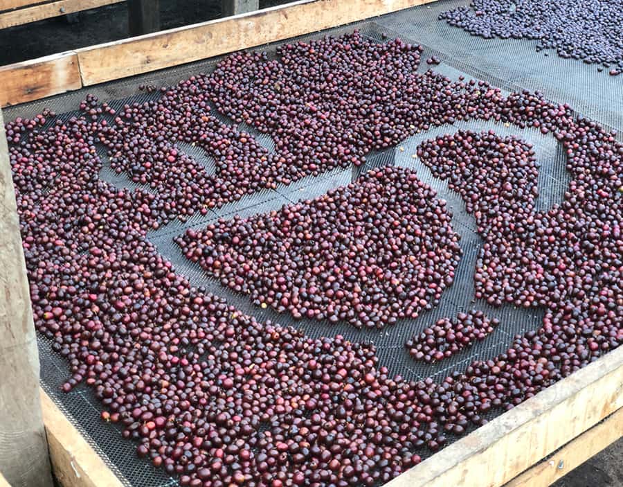 Coffee Farm and Salento Walking Tour - How the timing works in practice