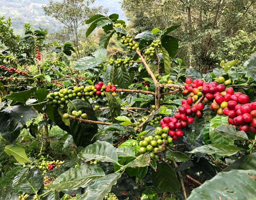 Coffee Farm and Salento Walking Tour - Weather, clothing, and useful preparation
