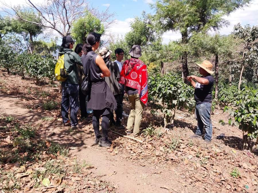 Coffee farm experience - Planning the morning or afternoon