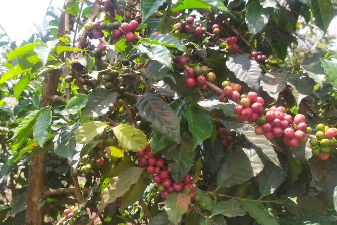 Coffee Farm Half-Day Tour in Kenya - Key points to know before booking