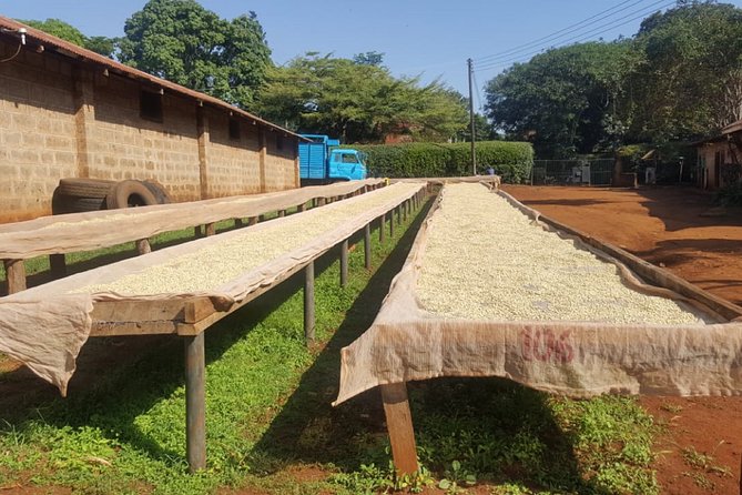 Coffee Farm Half-Day Tour in Kenya - A quiet farm break from Nairobi