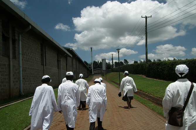Coffee Farm Half-Day Tour in Kenya - Fairview Coffee Estate at 1,750 meters