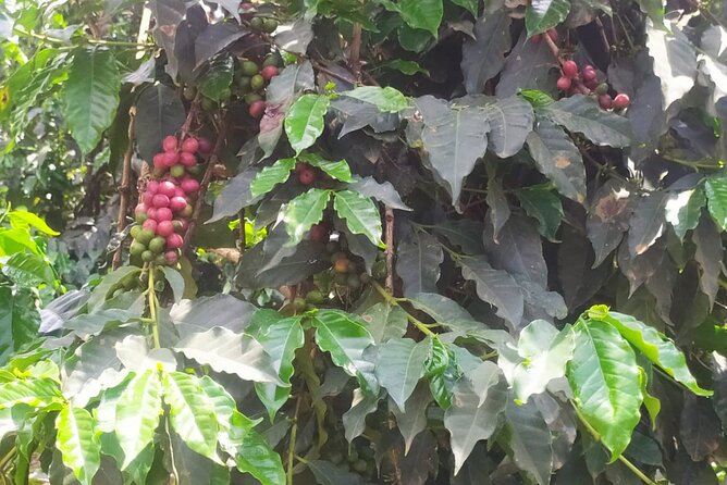 Coffee Farm Half-Day Tour in Kenya - The price needs a careful check