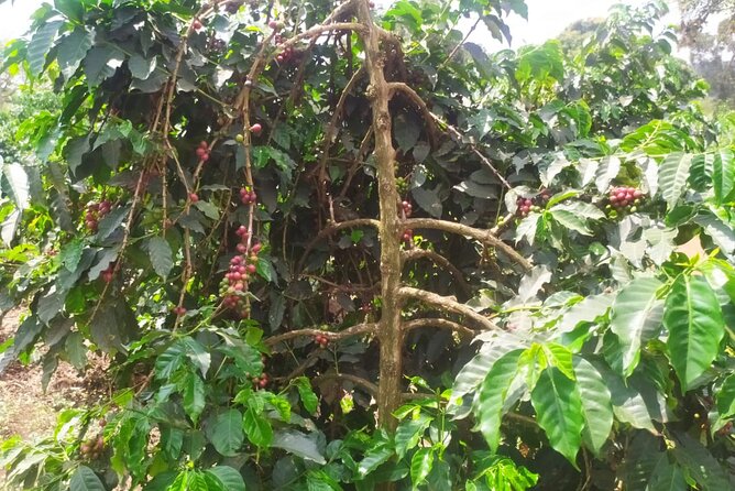 Coffee Farm Half-Day Tour in Kenya - The 30-minute drive to Fairview