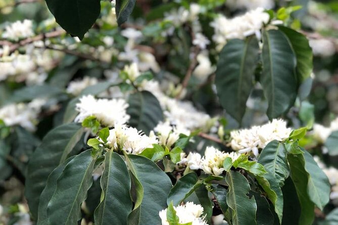 Coffee farm tour, coffee roasting and tasting experience - Why the small group matters
