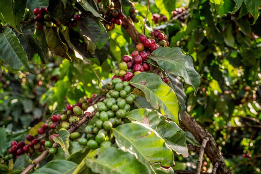 Coffee Farm Tour (Fairview) - Who should book Fairview Coffee Estate