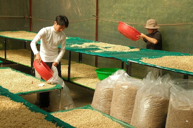 Coffee Farm Tour with Roasting & Tasting Workshop - Da Lat - What the $9.89 price really gets you