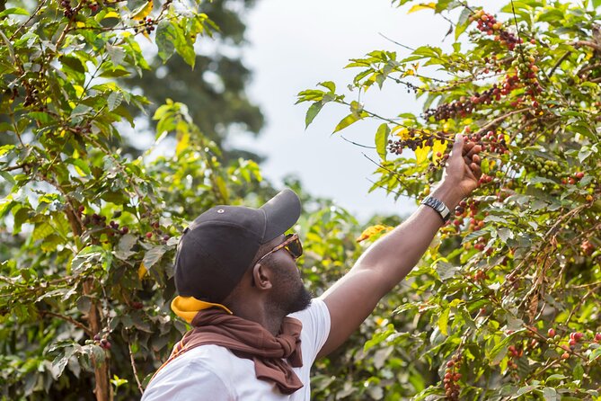 Coffee Farm Village & Factory Half Day Tour with Pick-Up - Leaving Nairobi for Fairview Coffee Estate