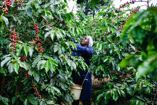 Coffee Farm Village & Factory Half Day Tour with Pick-Up - Walking through the coffee-growing process