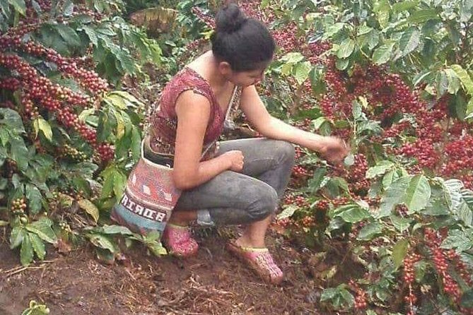 Coffee Plantation Experience - From Huatulco’s coast to Pluma Hidalgo at 1,500 meters