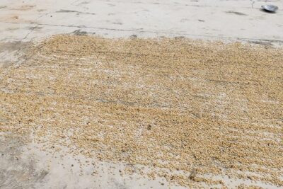 Coffee Plantation Experience