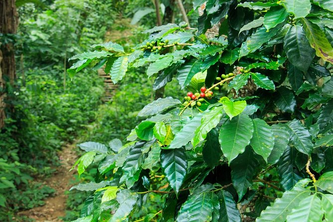 Coffee Plantation Experience - Lunch, coffee, and the real cost of the day
