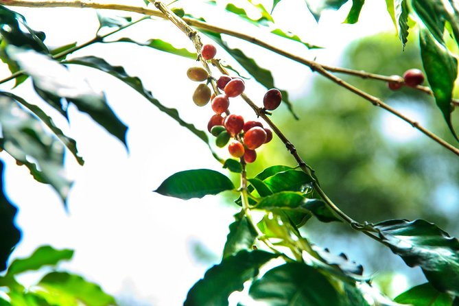 Coffee Plantation Experience - Who will enjoy this outing most
