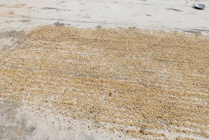 Coffee Plantation Experience - Santa María Huatulco and the first local stops