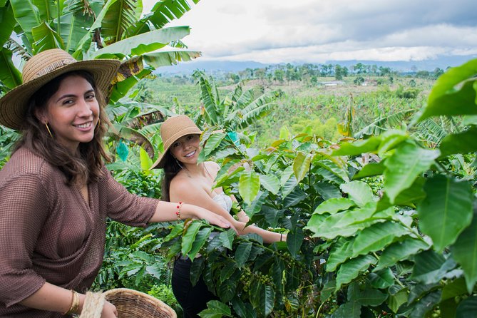 Coffee Tour. - From coffee plant to finished cup