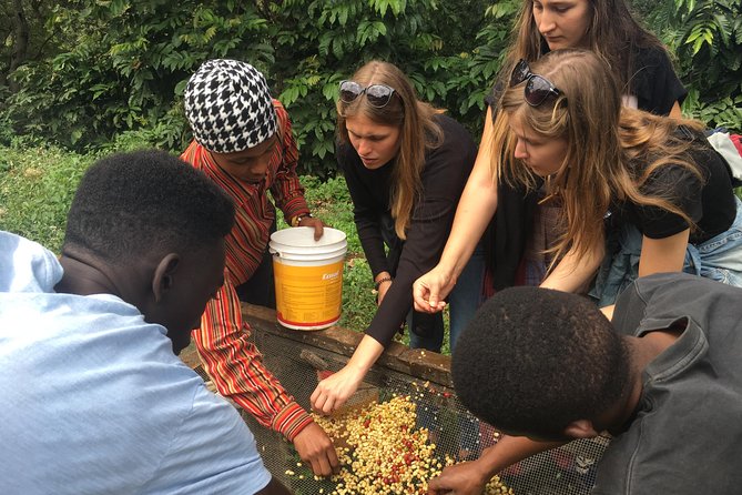 Coffee tour and Buffet Lunch with Kingstone Asilia (Arusha) - Key points to know before booking