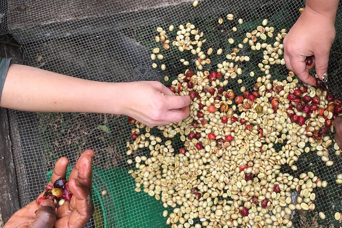 Coffee tour and Buffet Lunch with Kingstone Asilia (Arusha) - Roasting, grinding, and tasting your own coffee