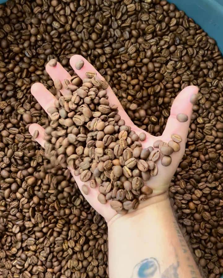 Coffee Tour at Finca El Ocaso Salento: Traditional Spanish Farm - Start with the coffee plant, not the souvenir shop