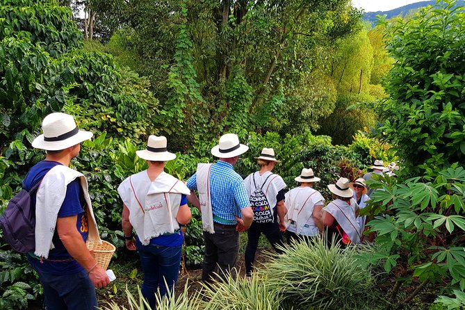 Coffee Tour at the Finca del Café - Timing, Weather, and What to Wear