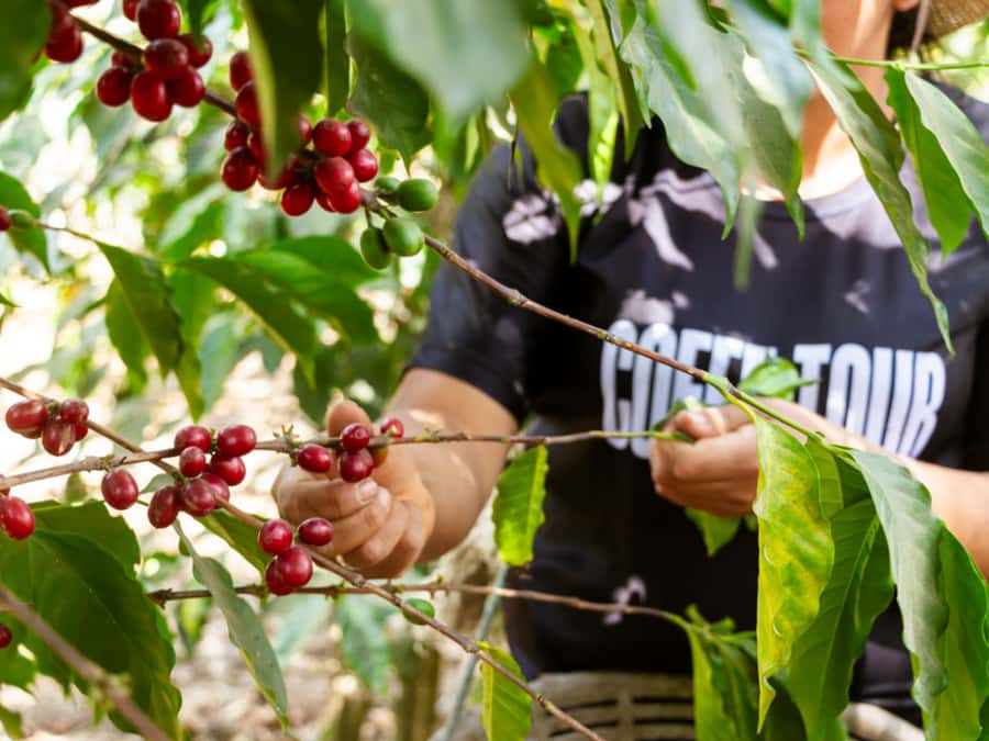 Coffee Tour in Antigua Guatemala - Key points at a glance